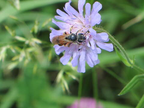 Image of Andrena hattorfiana (Fabricius 1775)