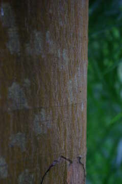 Image of Sickle-leaved Yellowwood