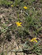 Image of Coastal-Plain Silk-Grass