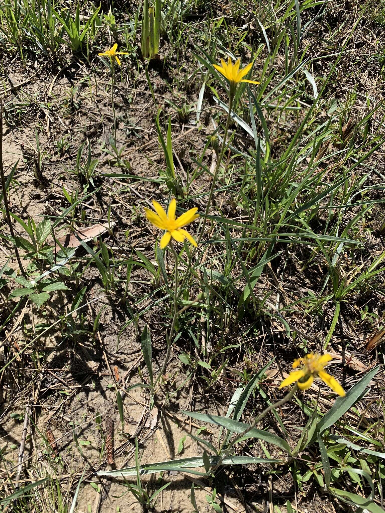 Image of Coastal-Plain Silk-Grass