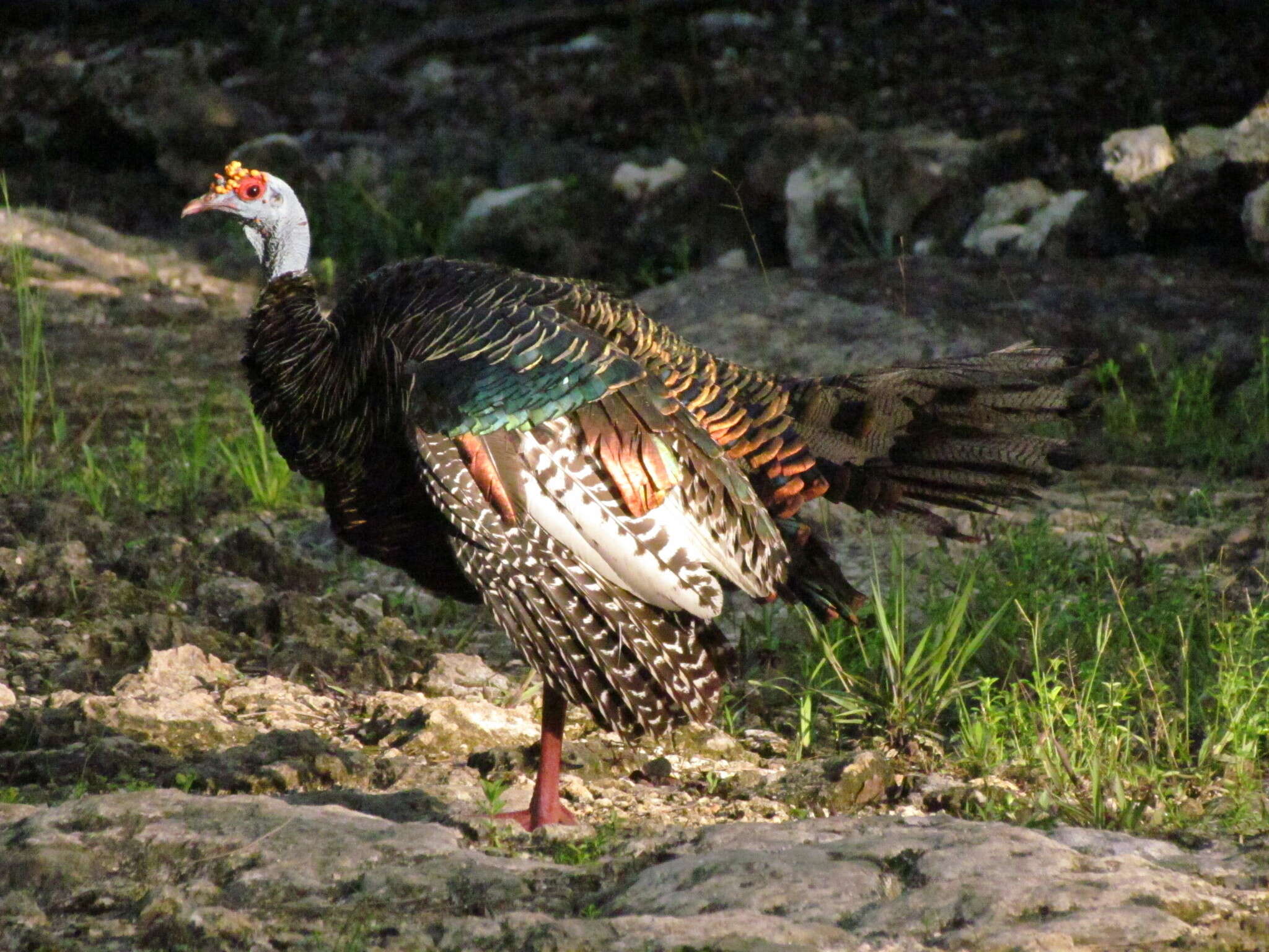 Image of Ocellated Turkey