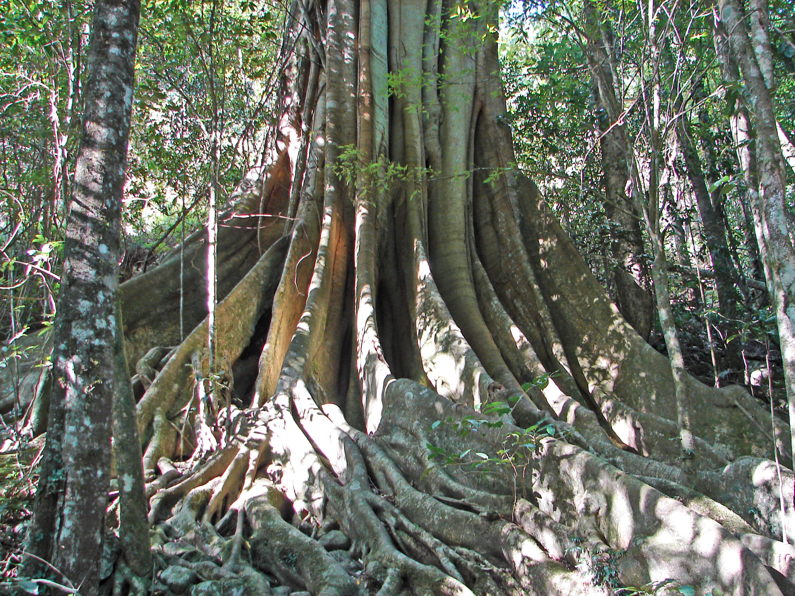 Ficus obliqua G. Forster的圖片