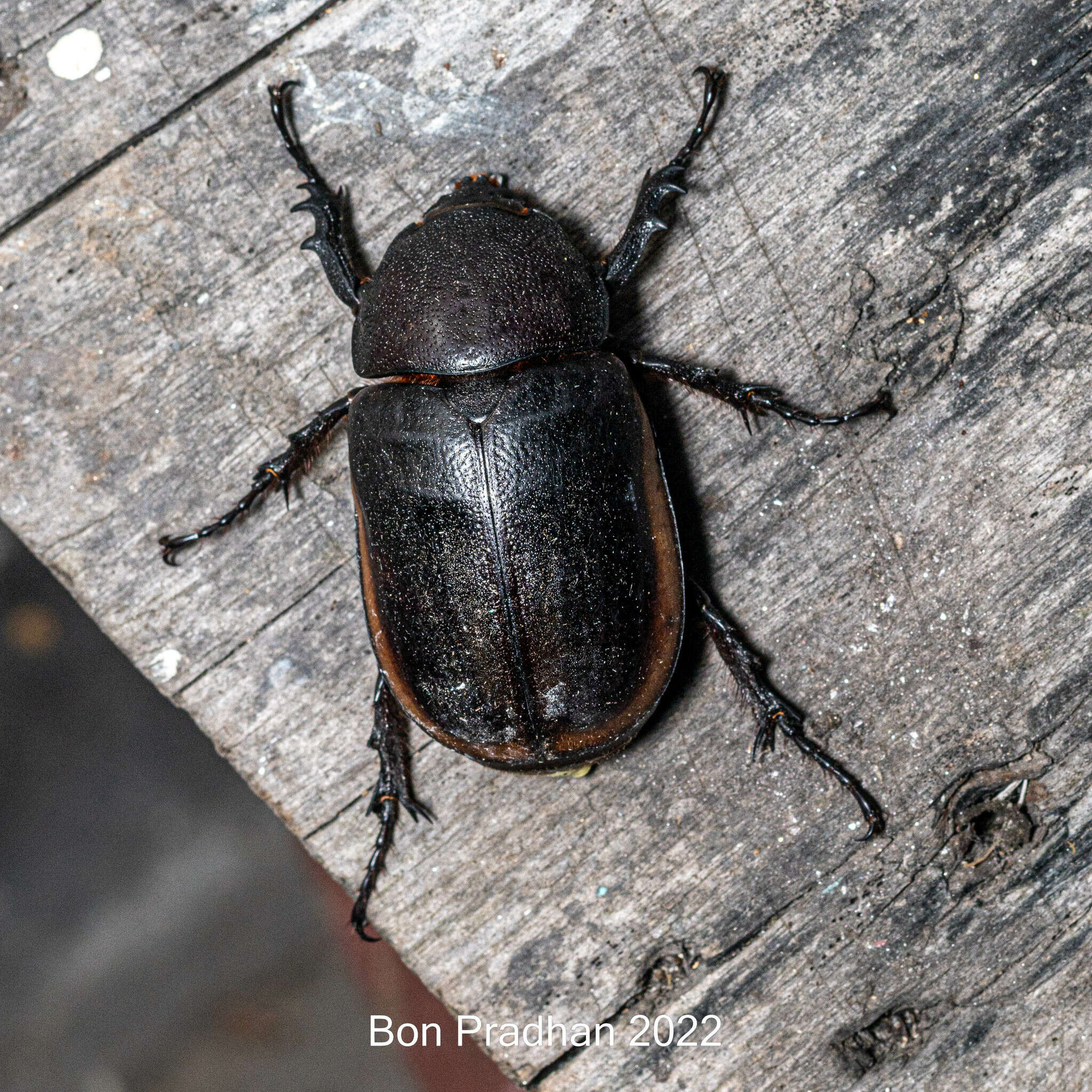 Image of Eupatorus hardwickii (Hope 1831)