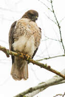 Image of Red-tailed Hawk