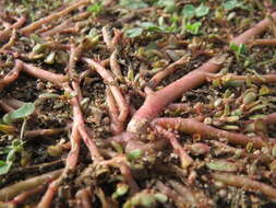 Image of common purslane