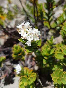 Image of Veronica decumbens Armstr.