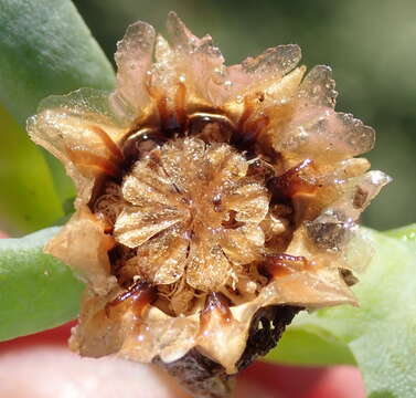 Malephora lutea (Haw.) Schwant. resmi