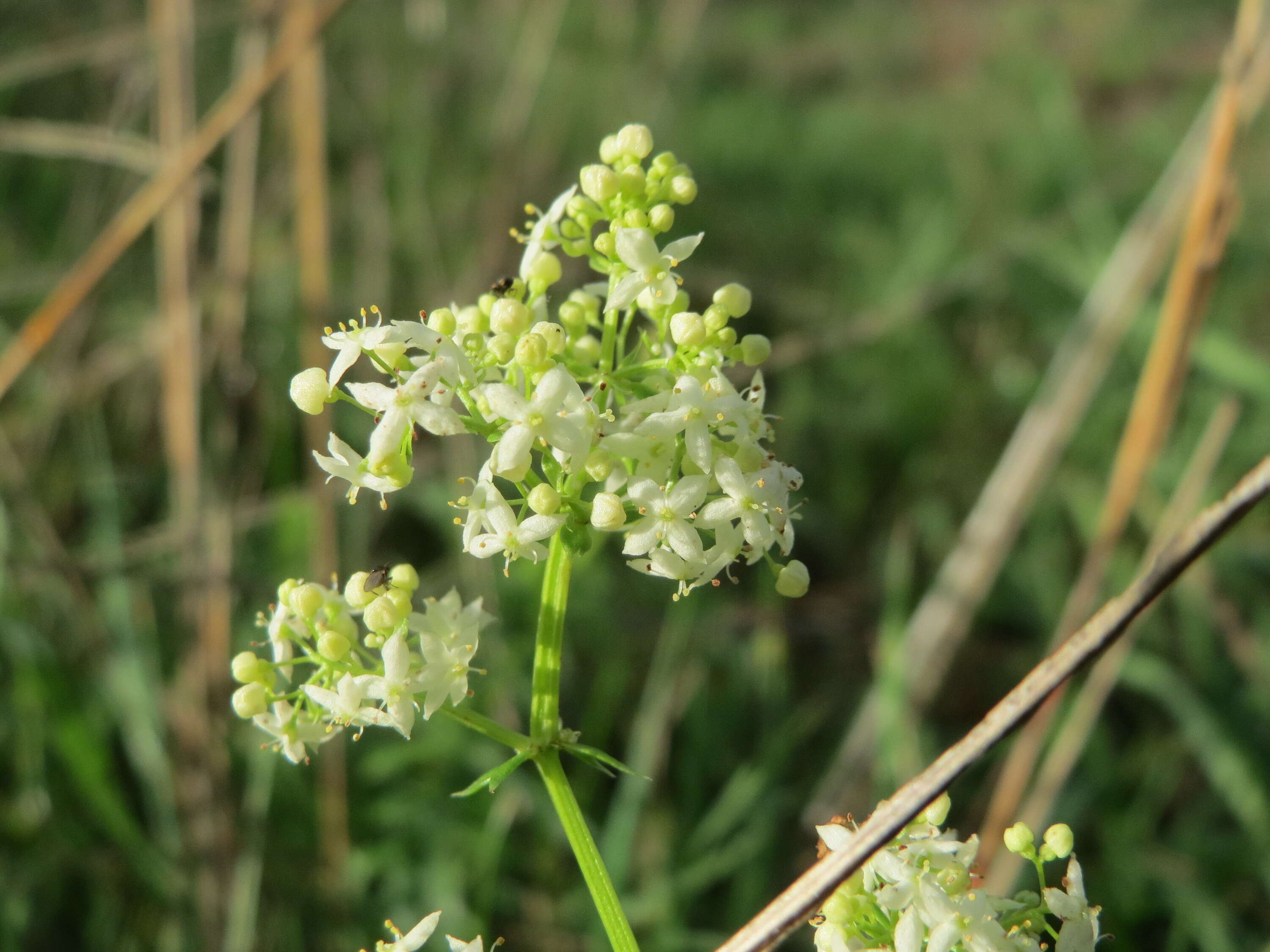 Image of White bedstraw