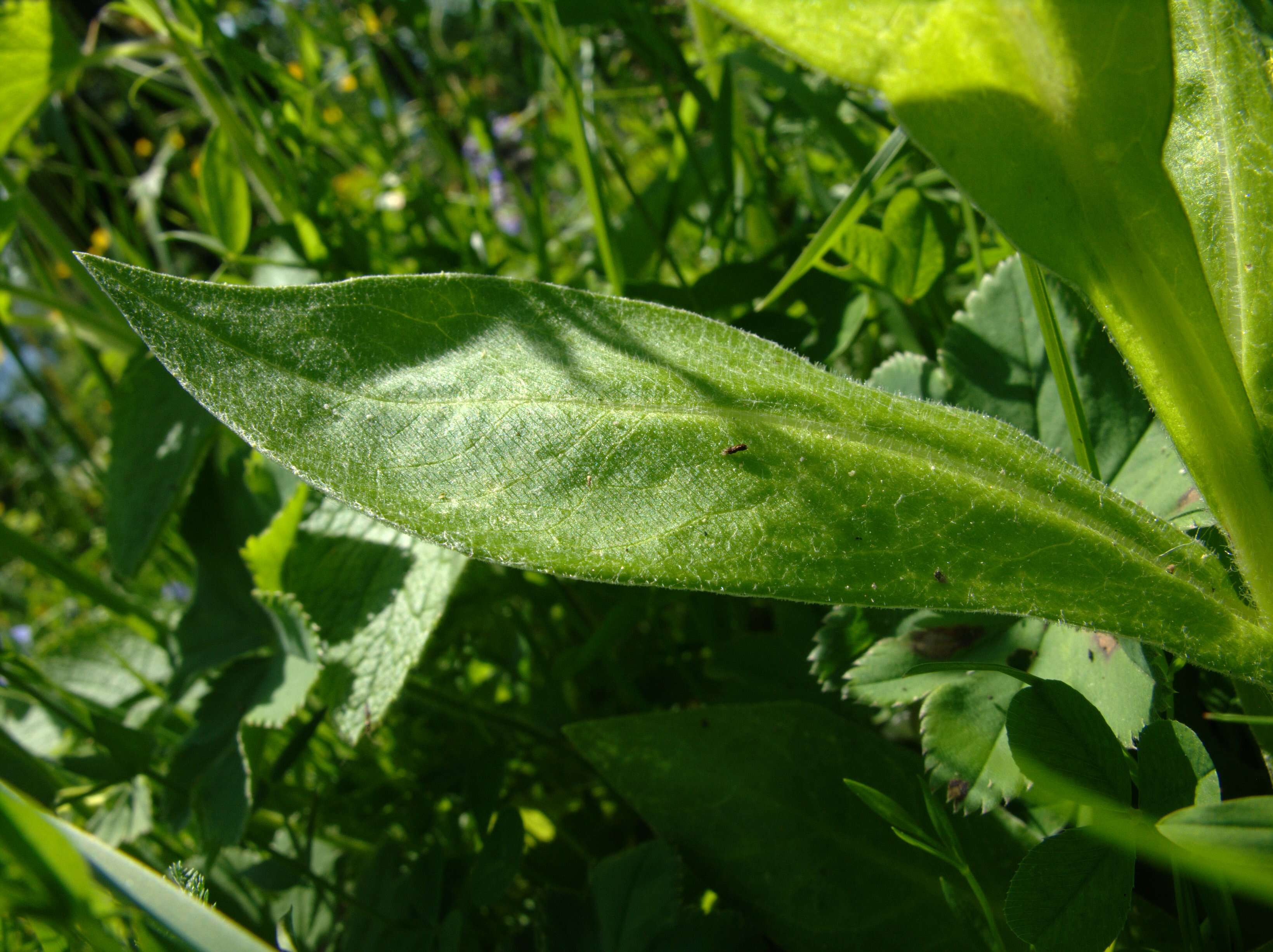 Image of perennial cornflower