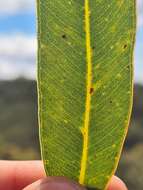 صورة Corymbia eximia (Schauer) K. D. Hill & L. A. S. Johnson