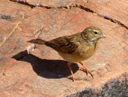 Sivun Emberiza impetuani impetuani Smith & A 1836 kuva