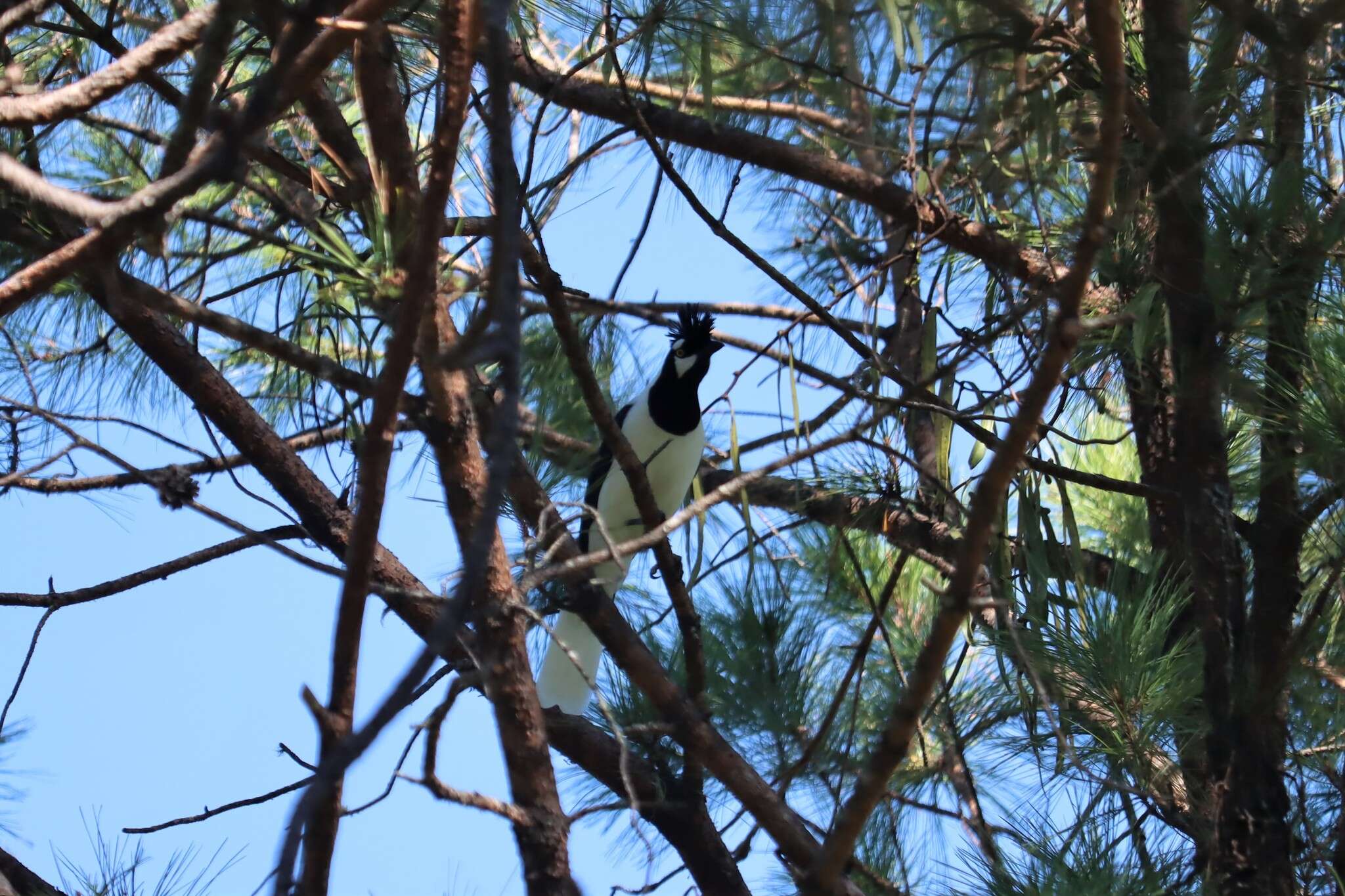 Imagem de Cyanocorax dickeyi Moore & RT 1935