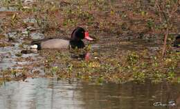 Image of Rosy-billed Pochard