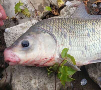 Image of Smallmouth Buffalo