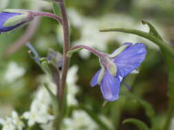 Image of woodystem speedwell