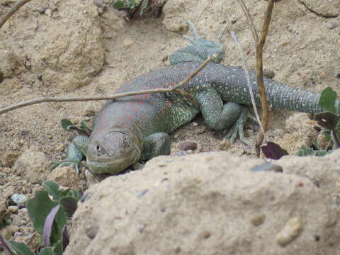 Image of Fitzinger's Tree Iguana