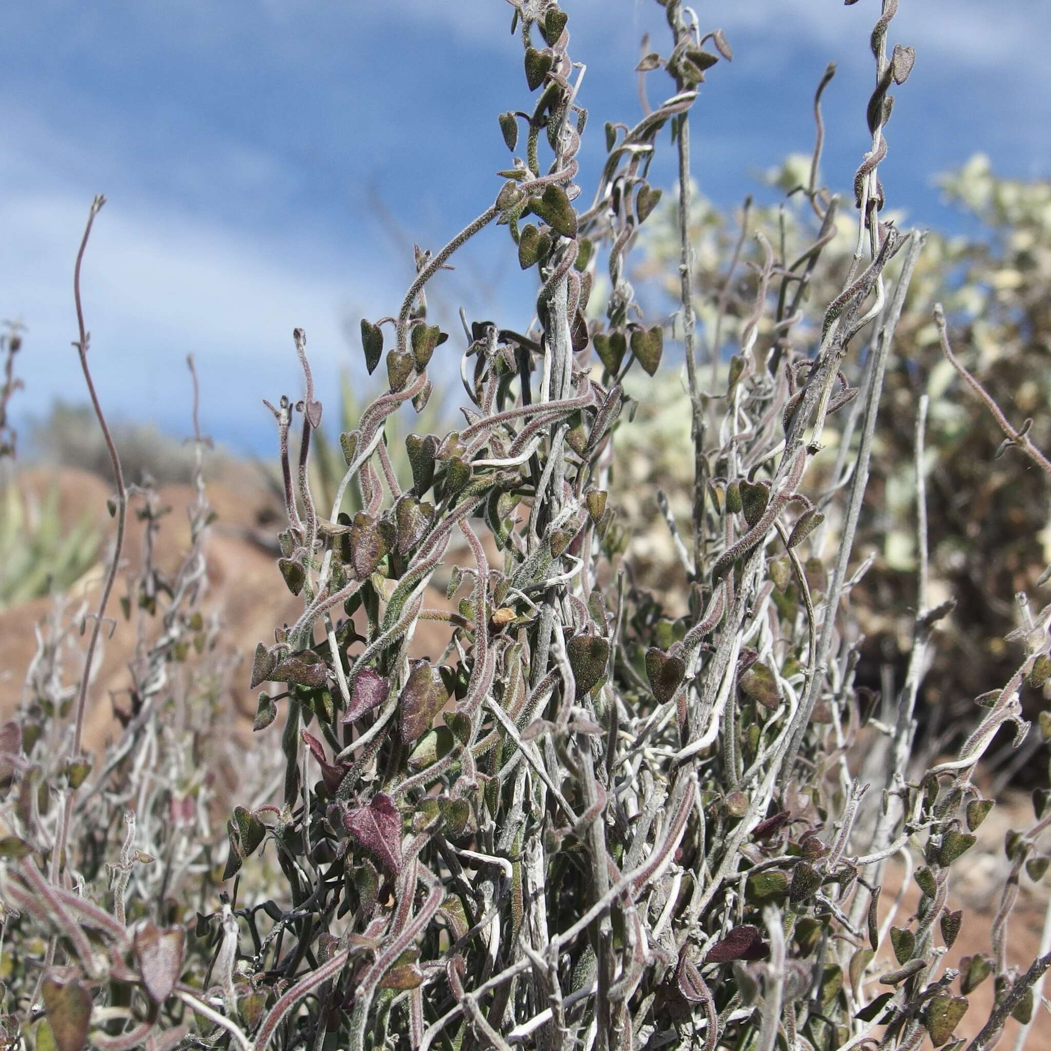 Image of Lachnostoma hastulatum A. Gray