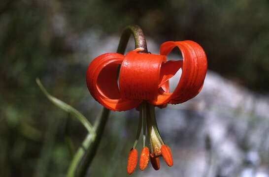 Image of Lilium pomponium L.