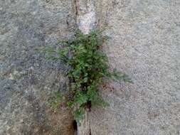 Sivun Asplenium ruta-muraria subsp. ruta-muraria kuva