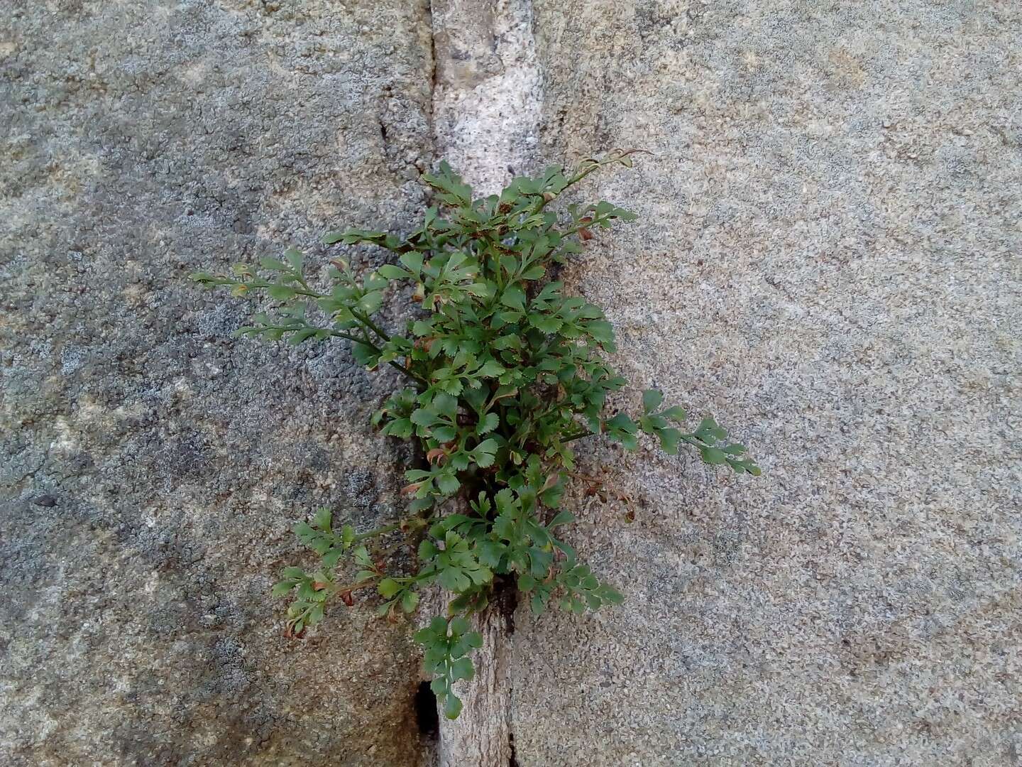 Sivun Asplenium ruta-muraria subsp. ruta-muraria kuva