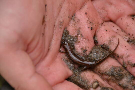 Image of Flat-headed Salamander