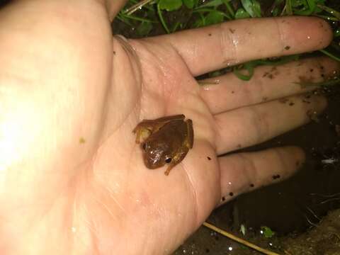 Image of Dendropsophus bogerti (Cochran & Goin 1970)