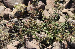 Image of wild leadwort