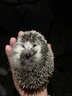 Image of Algerian Hedgehog