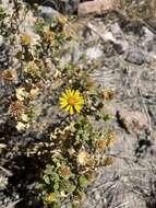 Image of Grindelia tarapacana Phil.