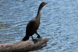 Plancia ëd Phalacrocorax auritus (Lesson & R 1831)