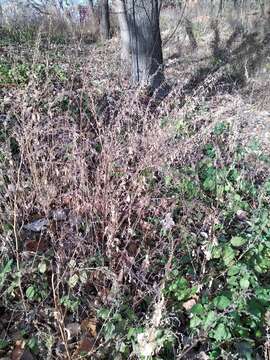 Plancia ëd Chenopodium suecicum J. Murr