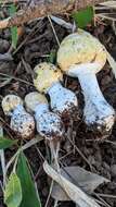 Image of Amanita orientigemmata Zhu L. Yang & Yoshim. Doi 1999