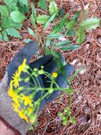 Image of Small's ragwort