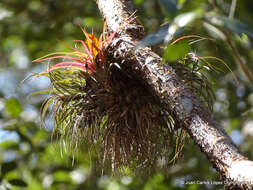 Imagem de Tillandsia brachycaulos Schltdl.