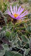 Image of Aster amellus subsp. ibericus (M. Bieb.) V. Avet.