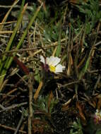 Image of Cotula andreae (E. Phillips) K. Bremer & C. J. Humphries