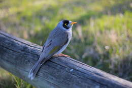 Image of Noisy Miner