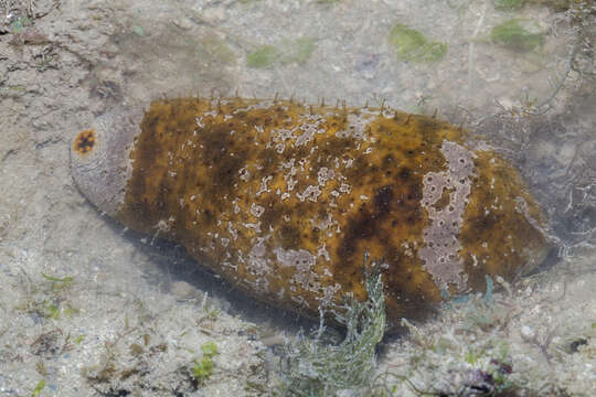 Image of Stonefish