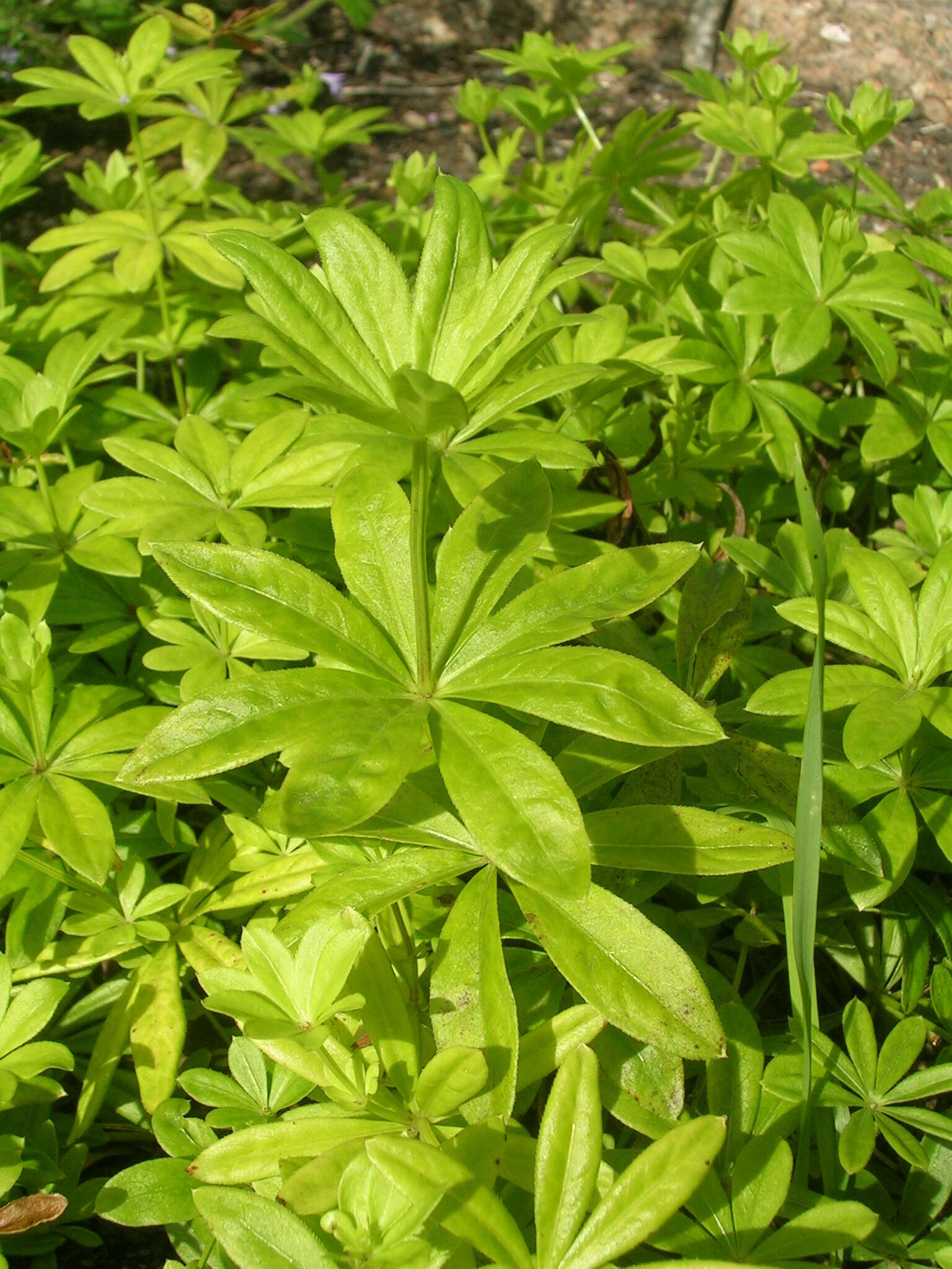 Image of Woodruff