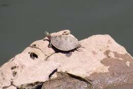 Image of Ouachita Map Turtle