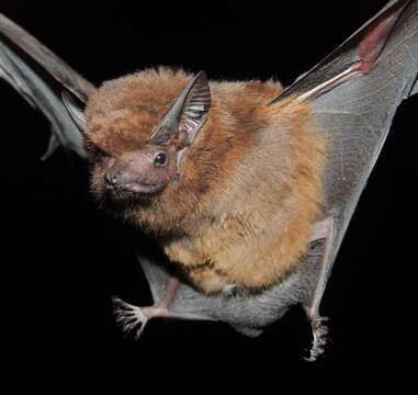 Image of Greater Dog-like Bat