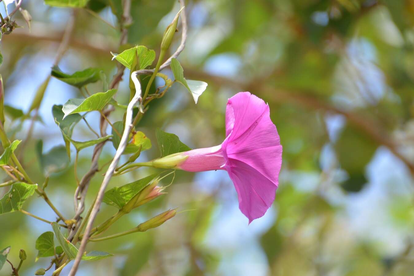 Image de Ipomoea bernoulliana Peter