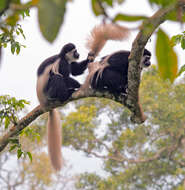 Image of Mantled Colobus