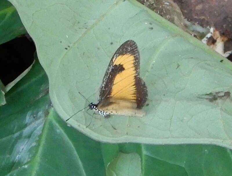 Image of Acraea alciope Hewitson 1852