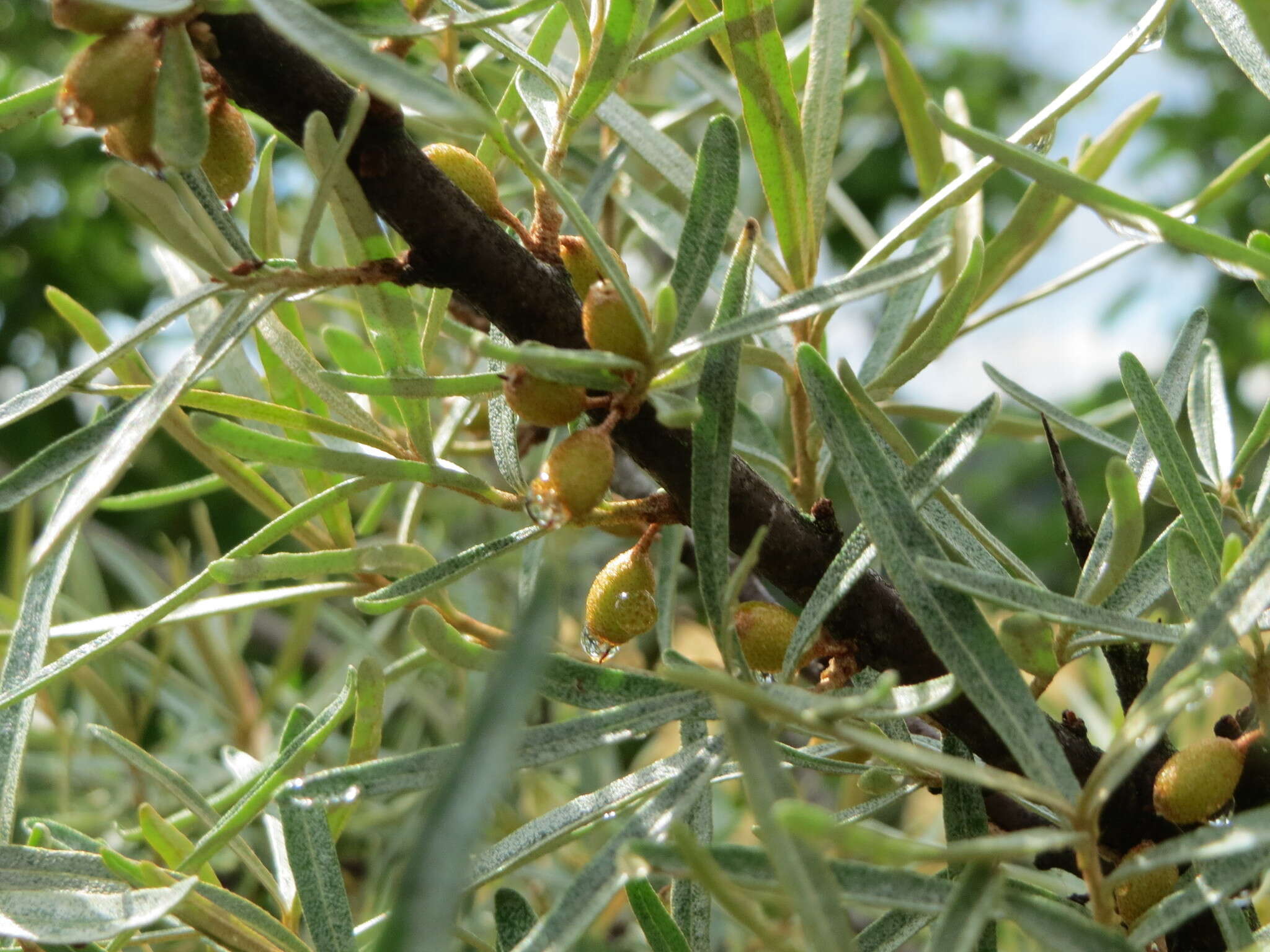 Imagem de Hippophae rhamnoides L.