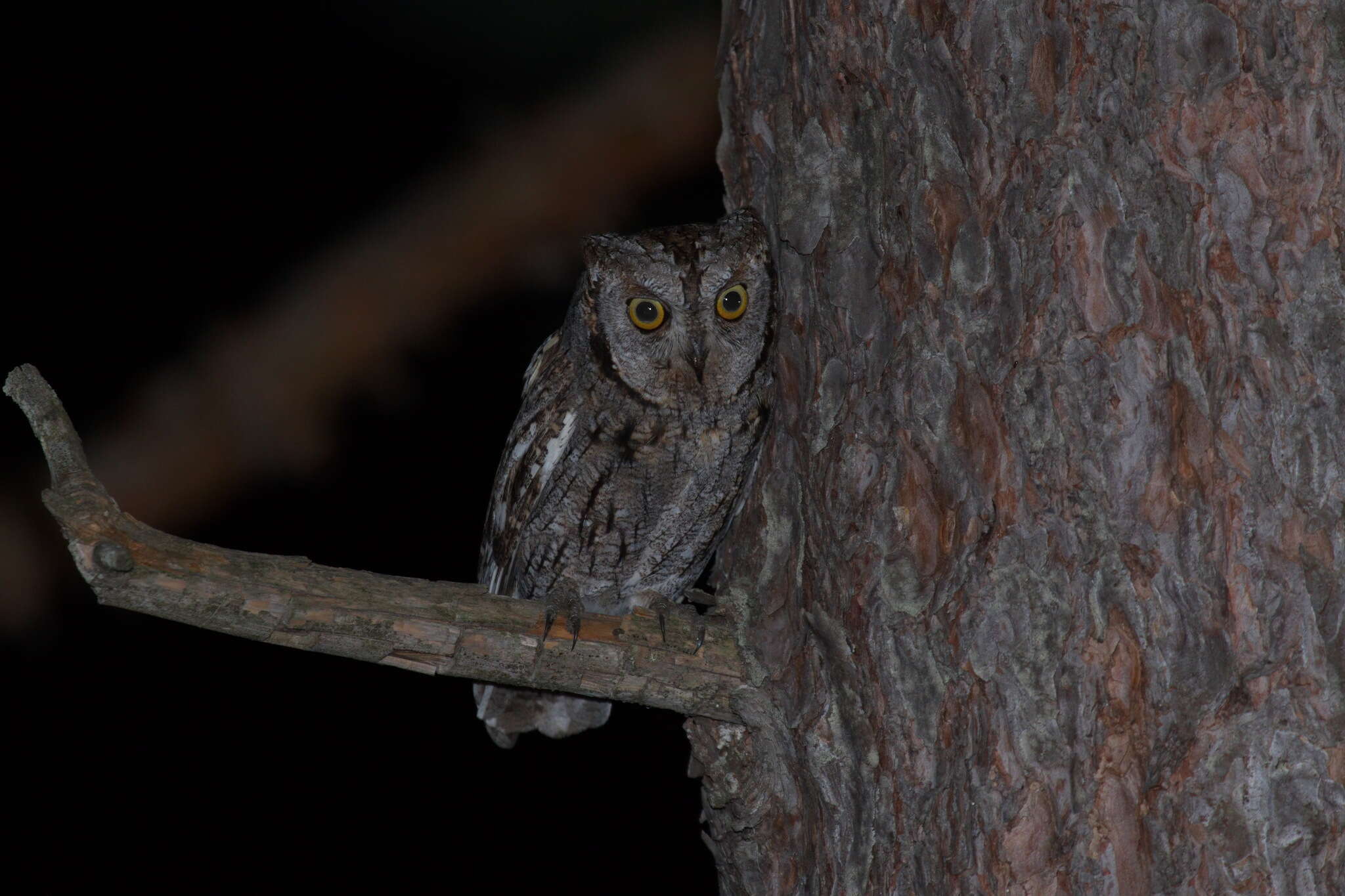 Image of Eurasian Scops Owl