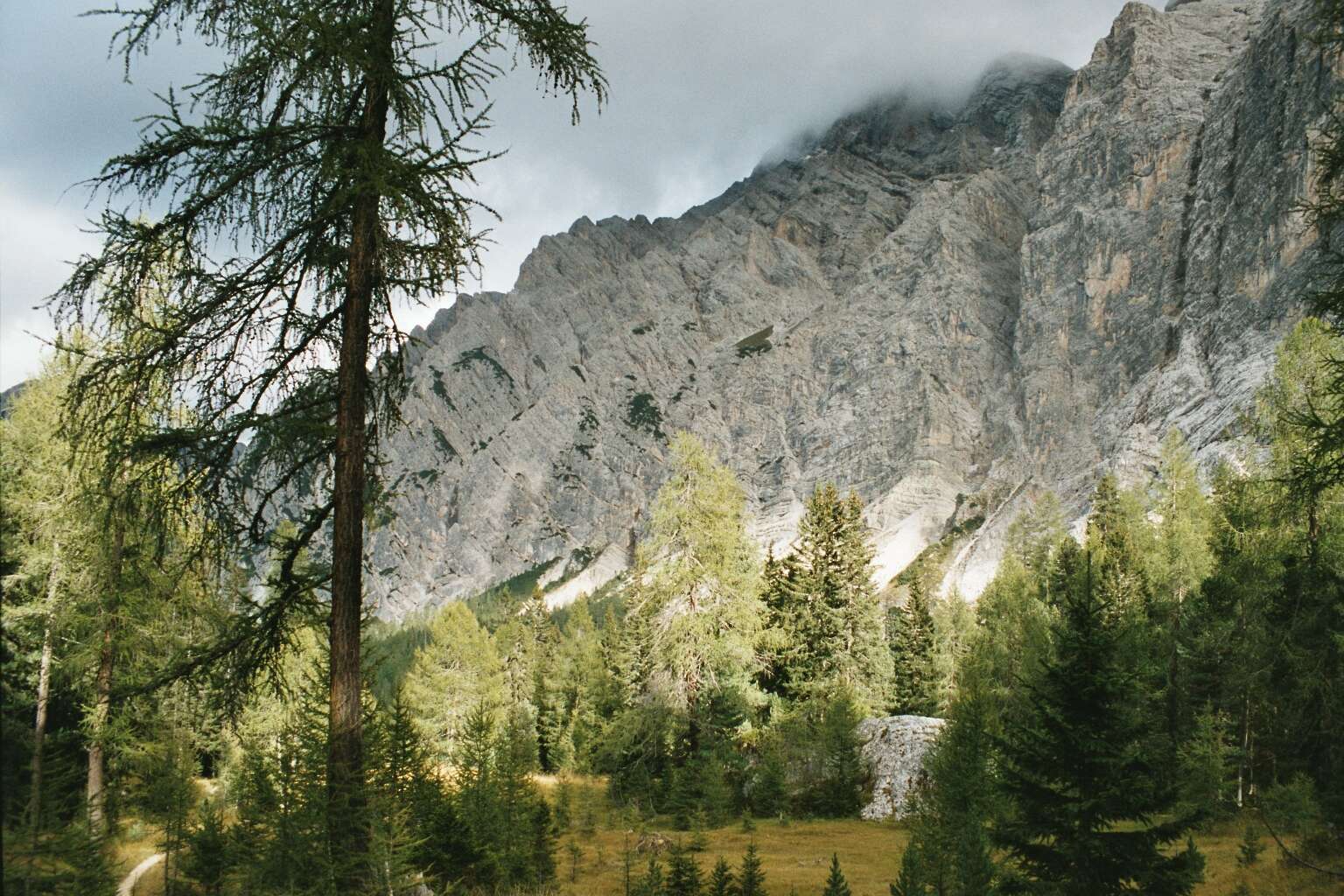 Plancia ëd Larix decidua Mill.