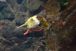 Image of Longhorn cowfish
