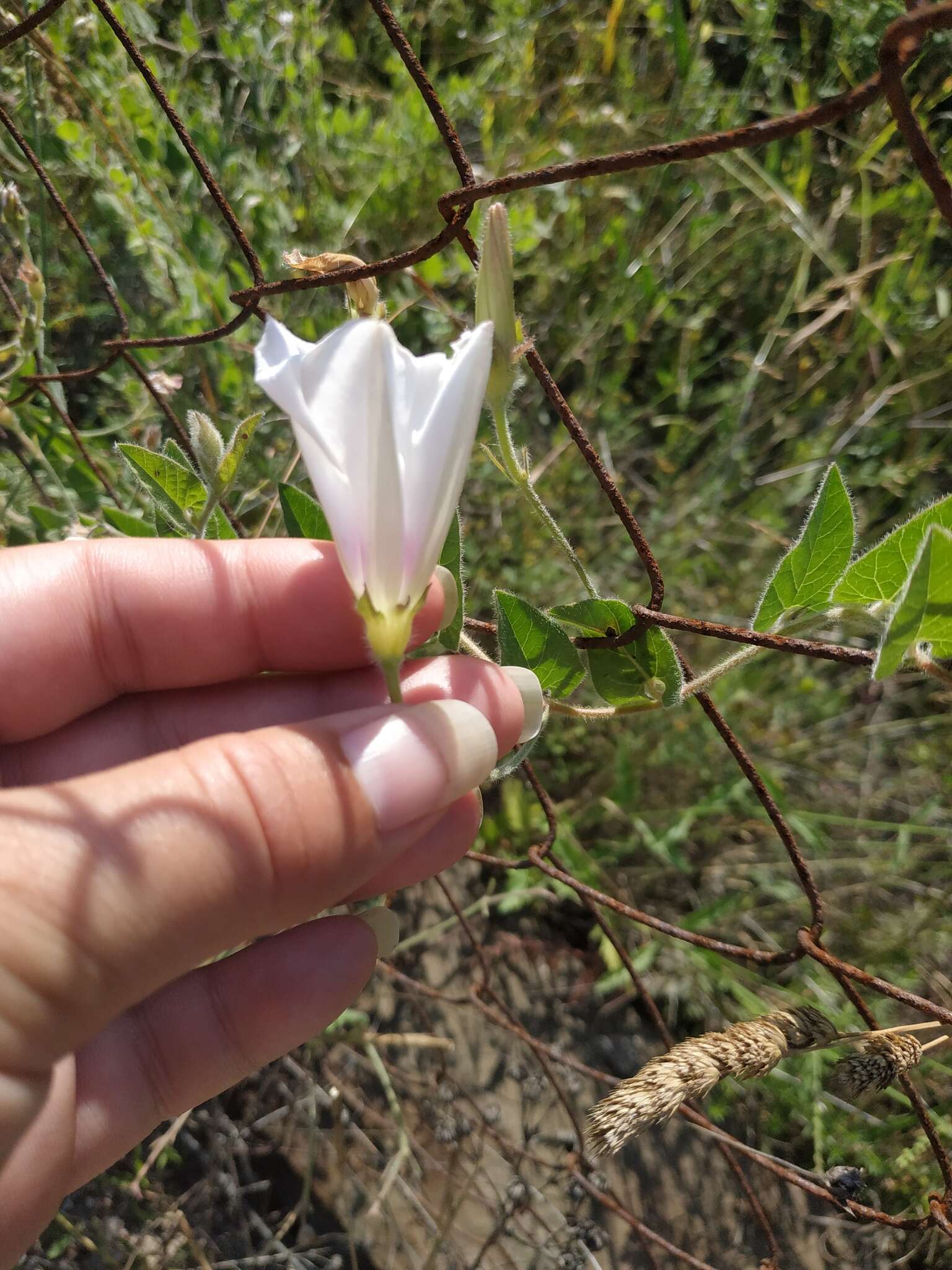 Imagem de Convolvulus betonicifolius Miller