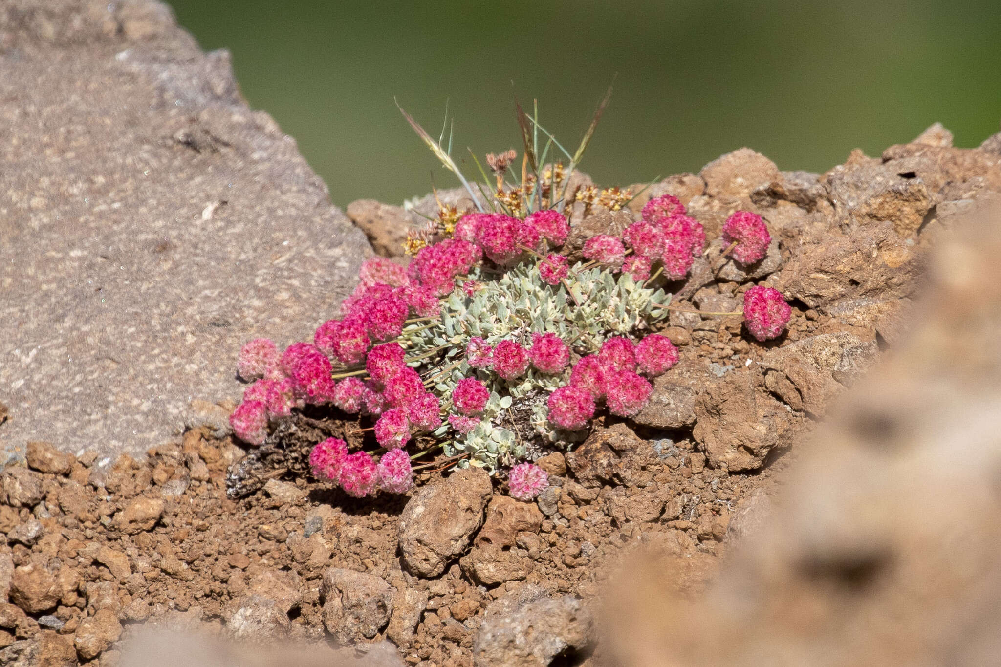 Image of Steens Mountain cushion buckwheat